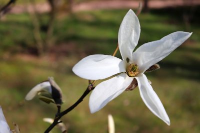 Magnolia x kewensis 'Wadas Memory' - magnólie, šácholan - květ